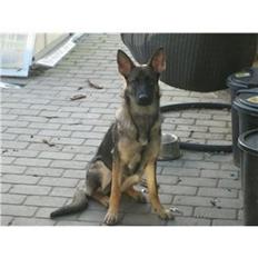 Schæferhund choco