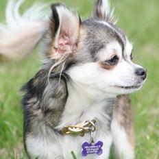 Chihuahua High Fly's Happy