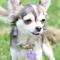 Chihuahua High Fly's Happy