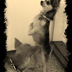 Chihuahua High Fly's Happy