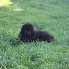 Newfoundlænder Believe I Can Fly - Balto