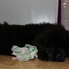 Newfoundlænder Believe I Can Fly - Balto