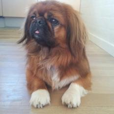 Pekingeser Charlie