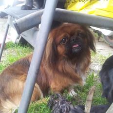 Pekingeser Charlie