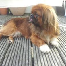 Pekingeser Charlie