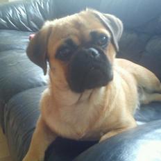 Blanding af racer Baloo