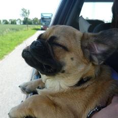 Blanding af racer Baloo