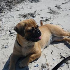 Blanding af racer Baloo