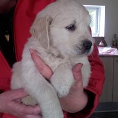 Golden retriever Jack