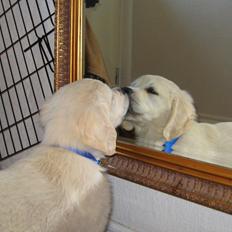 Golden retriever Jack