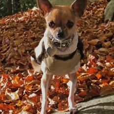 Chihuahua *~ Shika ~* R.I.P