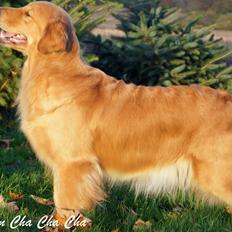 Golden retriever Leongolden Cha Cha Cha