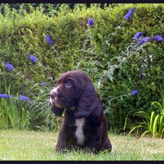 Cocker spaniel Emma