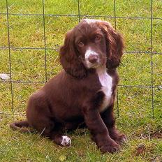 Cocker spaniel Emma