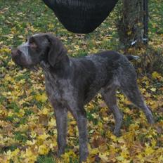 Ruhåret hønsehund Herman Kærholt