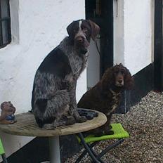 Ruhåret hønsehund Herman Kærholt