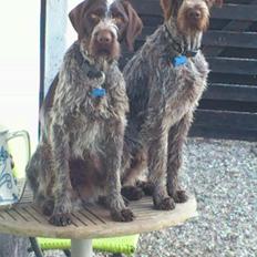 Ruhåret hønsehund Herman Kærholt