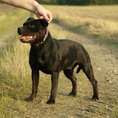 Staffordshire bull terrier Rally-B Amazing Staffs Breathtaking Luna