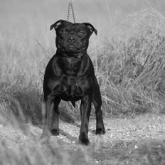 Staffordshire bull terrier Rally-B Amazing Staffs Breathtaking Luna