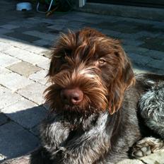 Ruhåret hønsehund Ludvig