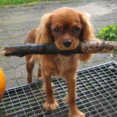 Cavalier king charles spaniel Nellie 30/3-12 - 4/9-17