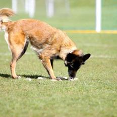 Tervueren Lundin Loyalty Aicha by Piondie