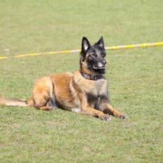 Tervueren Lundin Loyalty Aicha by Piondie