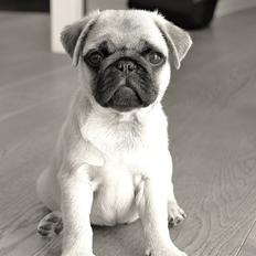 Mops Pascal