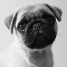 Mops Pascal