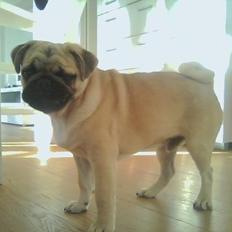 Mops Pascal