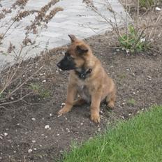 Tervueren Lundin Loyalty Iangae by Gabi