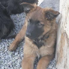 Tervueren Lundin Loyalty Iangae by Gabi