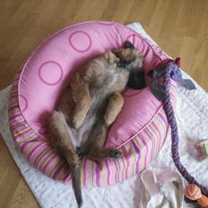 Tervueren Lundin Loyalty Iangae by Gabi