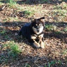 Finsk lapphund Lucca