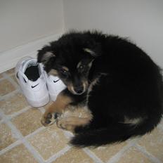 Finsk lapphund Lucca