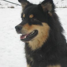 Finsk lapphund Lucca