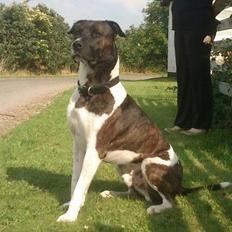 Amerikansk staffordshire terrier Kenzo