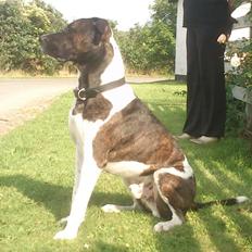 Amerikansk staffordshire terrier Kenzo