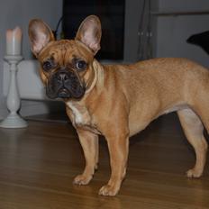 Fransk bulldog Luna :)