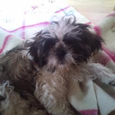 Shih tzu Uffe