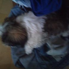 Shih tzu Uffe