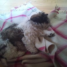 Shih tzu Uffe