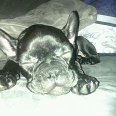 Fransk bulldog Biggie aka Bigs