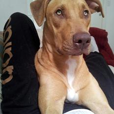 Blanding af racer Liva