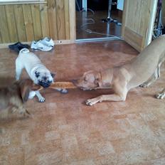 Blanding af racer Liva