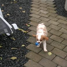 King charles spaniel Charlie