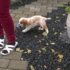 King charles spaniel Charlie