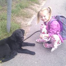 Labrador retriever Trunte