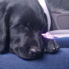 Labrador retriever Trunte