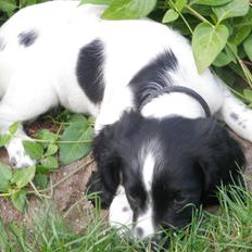 Field Trial spaniel Bella